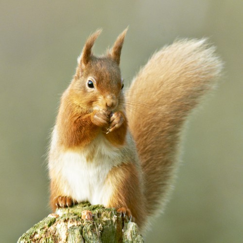 Red Squirrel Caingorms National Park Scotland Peter GW Jones
