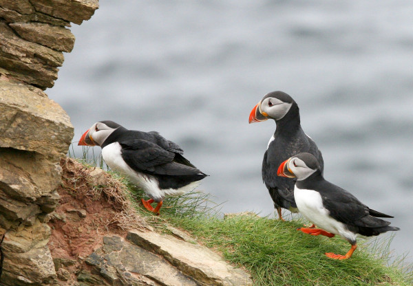 Puffins at RSPB Fowlsheugh