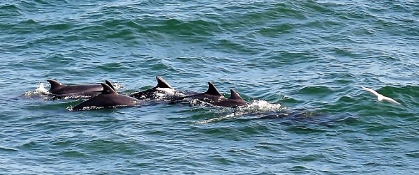 Dolphins at Stonehaven