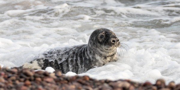 Seal Pup near Stonehaven Ian Hastie