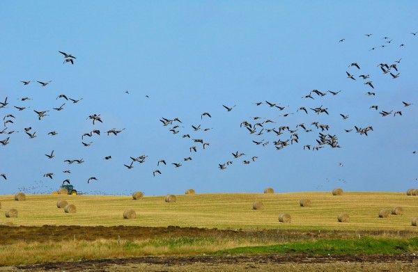 Geese taking off from field